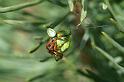 Araniella_cucurbitina_D2985_Z_88_NP De Hoge Veluwe_Nederland